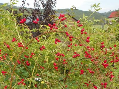 rosa canina