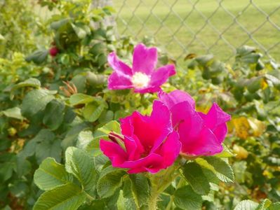 rosa rugosa Rubra