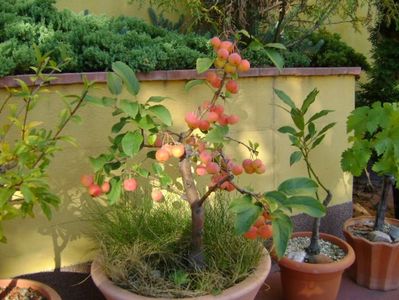 Mar decorativ (Malus x robusta ”Red Sentinel”)