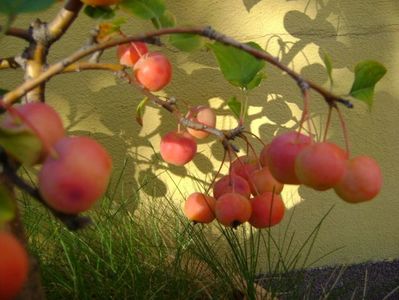 Mar decorativ (Malus x robusta ”Red Sentinel”)