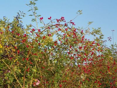 rosa canina