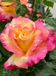 Pullman Orient Express (Tufa); EXCELLENT.  
Hybrid Tea.  
Blooms in flushes throughout the season. 
Height (120 to 185 cm).
