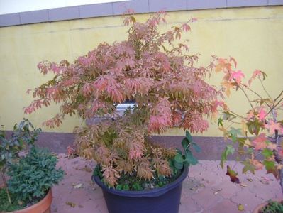 Acer palmatum atropurpureum