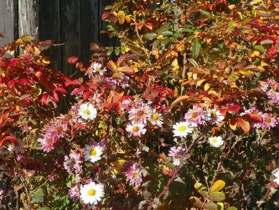 chrysanthemum Poesie