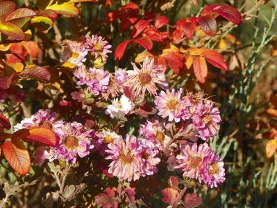 chrysanthemum Poesie