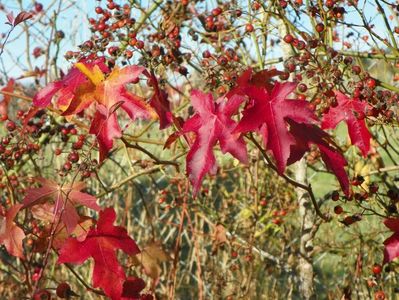 liquidambar styraciflua