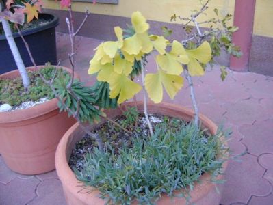 Ginkgo biloba