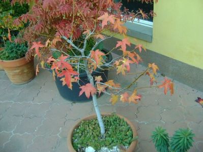 Liquidambar styraciflua