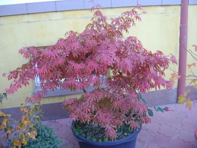 Acer palmatum atropurpureum