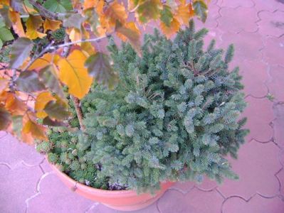 Conifer pitic