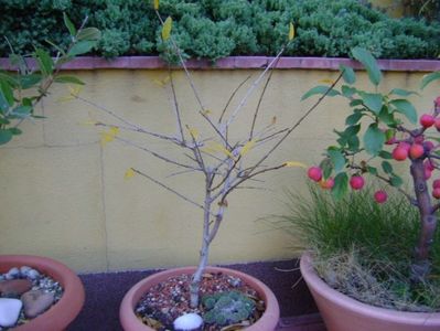 Rodiu (Punica granatum cv. Lagrelliae