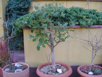 Feijoa (Acca sellowiana)