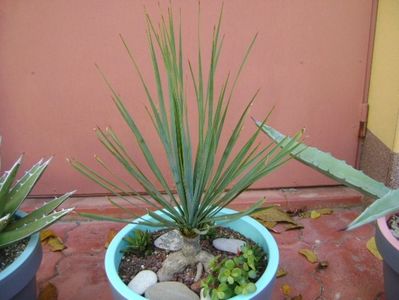 Yucca rostrata