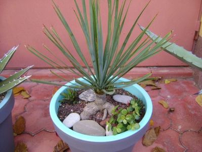 Yucca rostrata