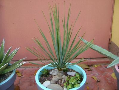 Yucca rostrata