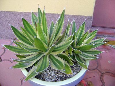 Agave lophantha quadricolor