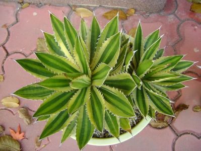 Agave lophantha quadricolor