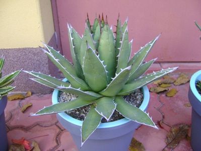 Agave horrida