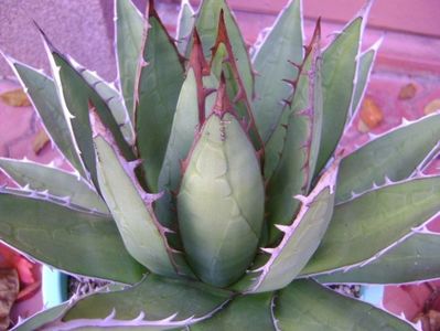 Agave horrida