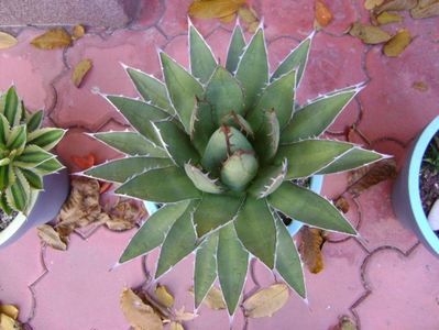 Agave horrida