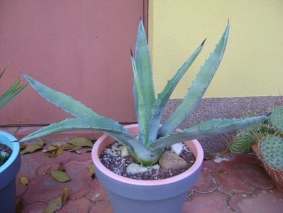 Agave chrysantha