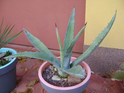 Agave chrysantha