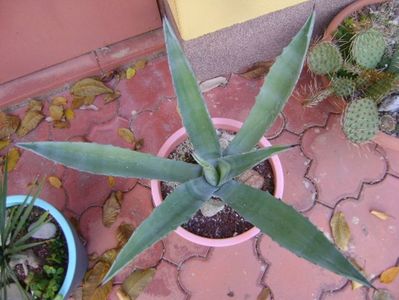 Agave chrysantha