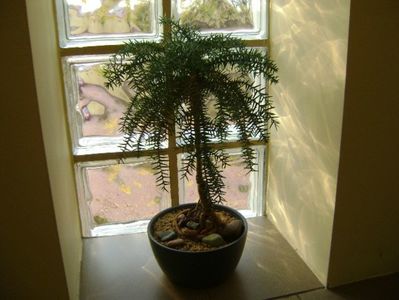 Araucaria cunninghamii v. glauca