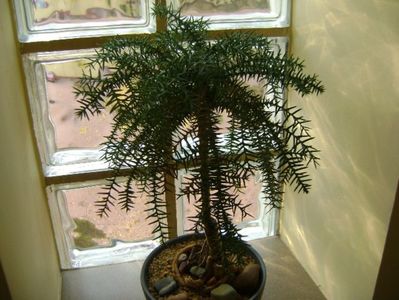 Araucaria cunninghamii v. glauca