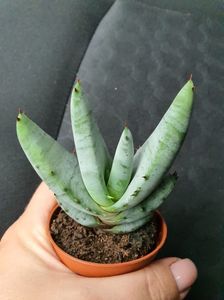 Aloe suprafoliata