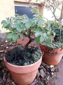 Parrotia persica & Barba sarpelui