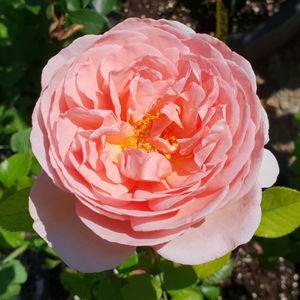 Abraham Darby (Tufa); Producator  David C. H. Austin 
Tip- Tufa. Parfum-Puternic. Inflorire repetata.
Inaltime 1-1,5m
