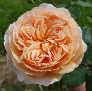 Crown Princess Margareta (urcator); Parfum puternic fructat. Inflorire puternica, repetata tot sezonul.
Inaltime mare..3-4m
