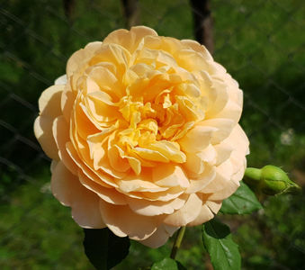 Golden  Celebration. (Tufa); Average rating: EXCELLENT-.  
Deep yellow Shrub.
Registration name: AUSgold
Bred by David C. H. Austin (1926-2018) (United Kingdom, 1992).
Shrub.  English Rose Collection.  
Deep yellow.  Strong, swee
