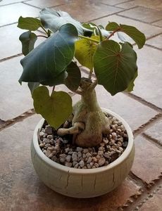 Ficus petiolaris