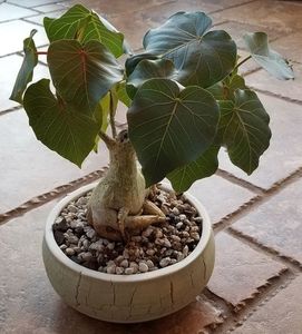 Ficus petiolaris