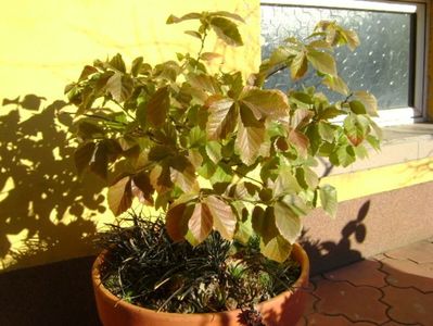 9 dec. 2019 - Parrotia persica & Barba sarpelui