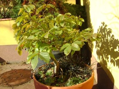 9 dec. 2019 - Parrotia persica & Barba sarpelui