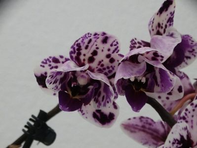 Phalaenopsis mini