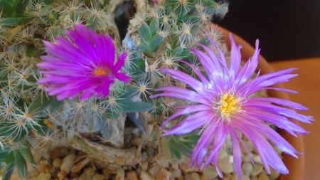 Trichodiadema densum