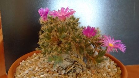 Trichodiadema densum