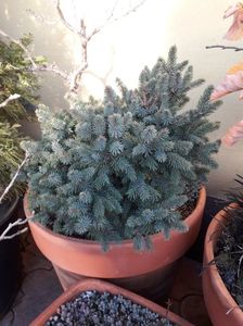 Picea abies Little Gem (Molid pitic norvegian)