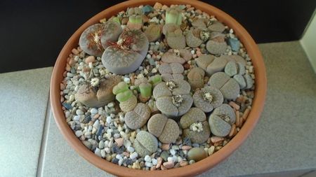 Lithops inceput de vegetatie; dec. 2019
