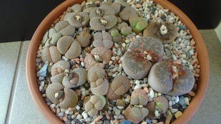 Lithops inceput de vegetatie; dec. 2019
