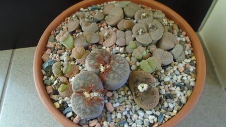 Lithops inceput de vegetatie; dec. 2019
