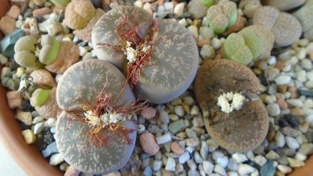 Lithops inceput de vegetatie; dec. 2019
