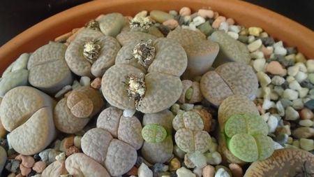 Lithops inceput de vegetatie; dec. 2019
