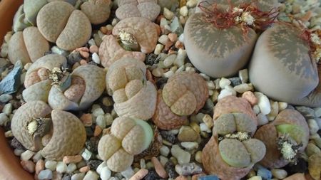 Lithops inceput de vegetatie; dec. 2019
