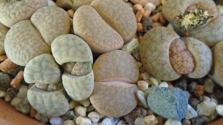 Lithops inceput de vegetatie; dec. 2019
