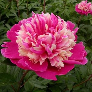 paeonia_daydream, clematite.ro